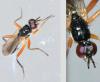 Cordilura albilabris